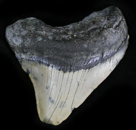 Bargain Megalodon Tooth - North Carolina #28498